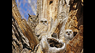 Great Horned Owl's Nest - April 2022