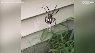 Cette araignée tisse une magnifique toile