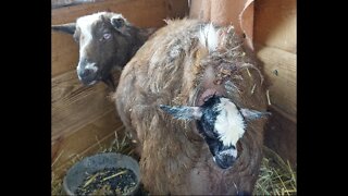 Nigerian Dwarf babies just born