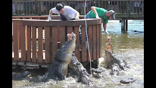 Gatorland Orlando Florida