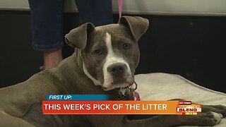 PICK OF THE LITTER: Moxie