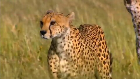 cheetah attacks baby impala