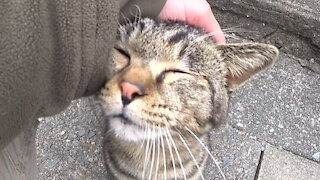 Friendly straycat