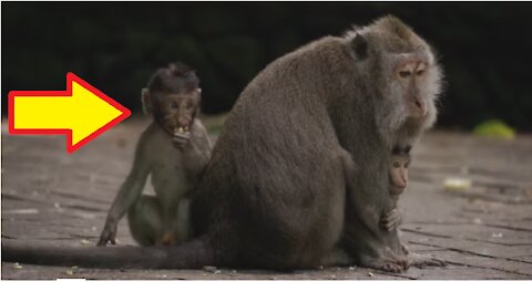 So Cute Monkey and its Babies.