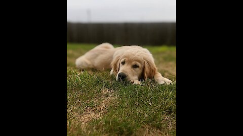 Puppy dive