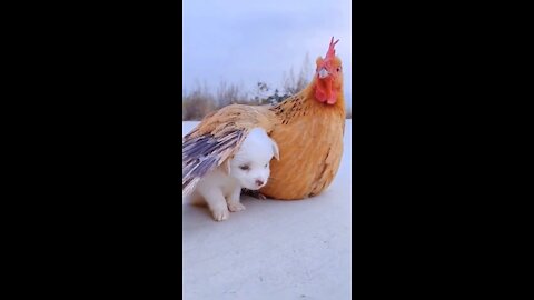 It is cold,mother chicken is so warm #dog #cutebabydog #foryou #shorts #motherlove #chicken