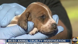 MCSO investigating animal cruelty case involving various animals