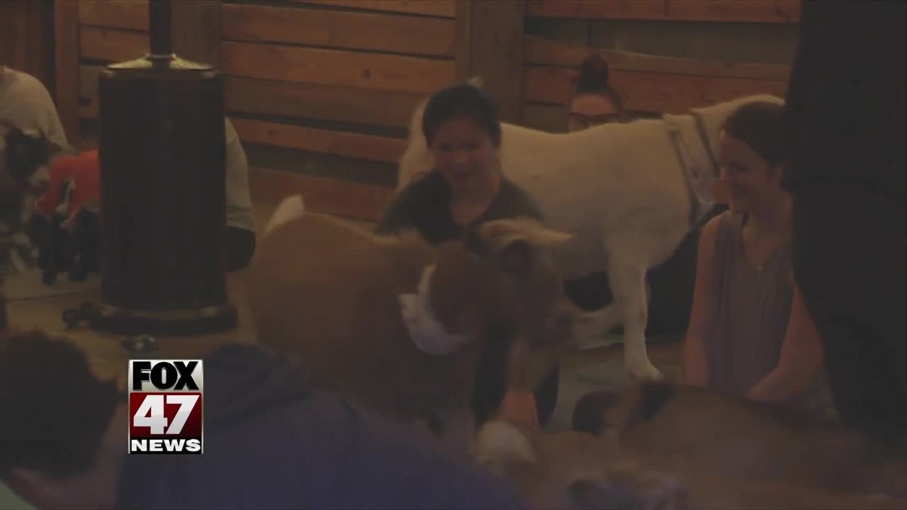 Goat yoga with apple and cider attracts Mid-Michiganders