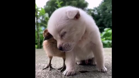 Sleepy Puppy Falls Over Chicken Friend For A Nap