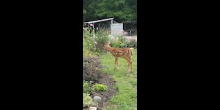 Mother Deer out with her Twin Male Fawns