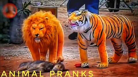 Animal Prank on Dog vs Fake Lion and Tiger