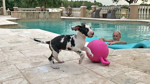 Thunder can't keep puppy from his playtime