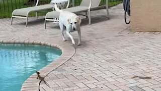 Un lézard piège un chien en traversant la piscine