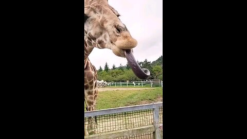 giraffe my long tongue