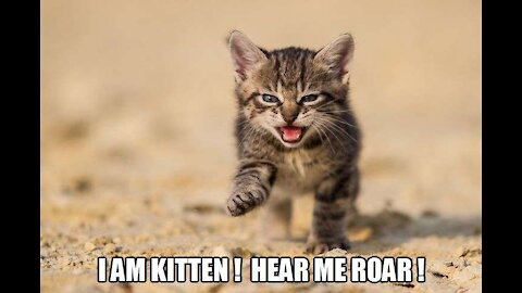 kitten roar almost Melted my heart - so cute 🙊🙈