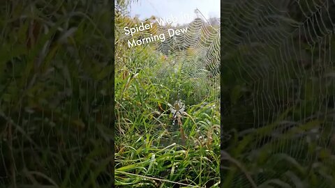 Beautiful Spider Web