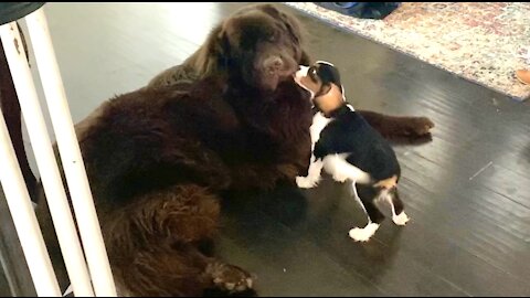 Cavalier Spaniel loves his Newfoundland best friend