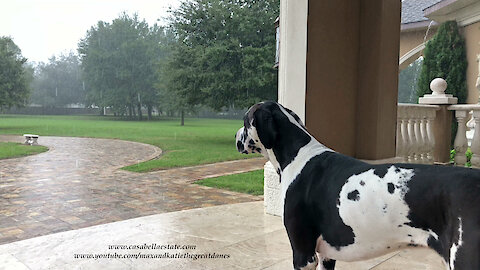 Great Dane watches Tropical Storm Nestor in Florida
