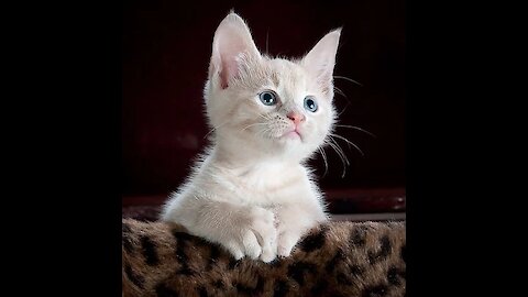 Cute baby cat nice