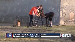 Group of feral rabbits found dead