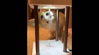 Confused Corgi Can't Figure Out Anti-Gravity Foundation Lamp