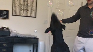 Dog freaks out over bubbles