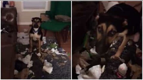 Cão decide investigar lixo quando os donos estão fora