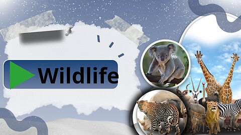 Wildlife on the snowy hills and stunning views