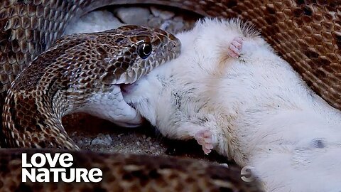 Hungry Snake Makes Quick Work of Unsuspecting Mouse | Love Nature