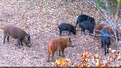 Feral Hogs with BOW and ARROW!