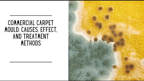 Commercial Carpet Mould: Causes, Effect, and Treatment Methods