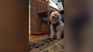 Adorable! Dog Performs Duet With Piano