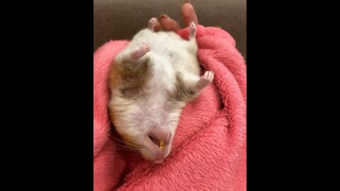 Exhausted hamster literally falls asleep in owner's hand