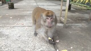 Monkey looking for food