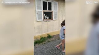 Ces 3 chats sont hypnotisés par une partie de volley