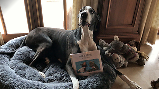 Talkative Great Dane is proud of her new book