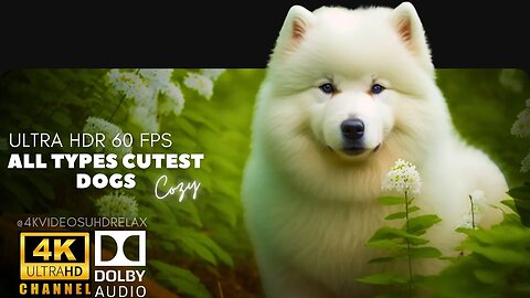 Relaxing Jazz MusicAll Types Cutest Dogs Ultra HD - cute dogs & puppies in 4k ultra hd 🐶