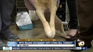 La Jolla vet helping struggling animals through stem cell therapy