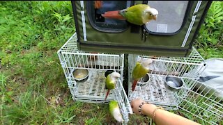 Well-trained parrots go for free flight in the forest