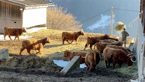 The Last Day in a Cow's Life