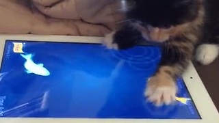 8-week old kitten obsessed with an iPad
