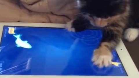 8-week old kitten obsessed with an iPad