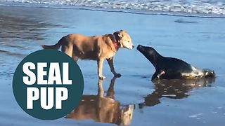 Seal emerged from the sea to share a kiss with a canine
