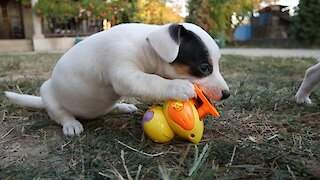 Jack Russell Terrier puppies take on wind-up duckling