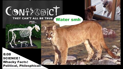Atheism, The Bible, Genetics, Critics, And Cats The Size Of Cougars(😏) | 8:08 | SFT* Live📺 Excerpt