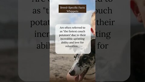 Surprising Facts about Whippets