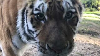 Tigre incuriosita interagisce con la telecamera