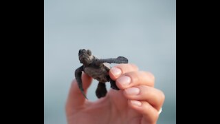 A turtle trying to get out of the water