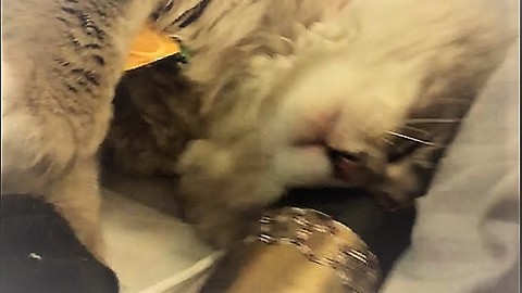 Kitty Goes CRAZY for Magic Box and Cylinder!