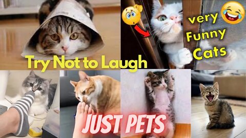 Best Tiktok Pets Compilation 2021 -Try Not to Laugh - funny animal reactions Funny Videos